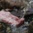 purity cleansing liver awareness hypnosis healing